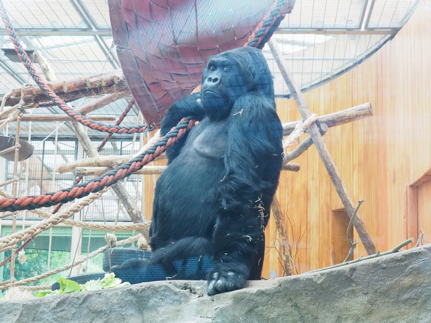 Eastern lowland gorilla (Gorilla beringei graueri) Amahoro, 2023-04-08
