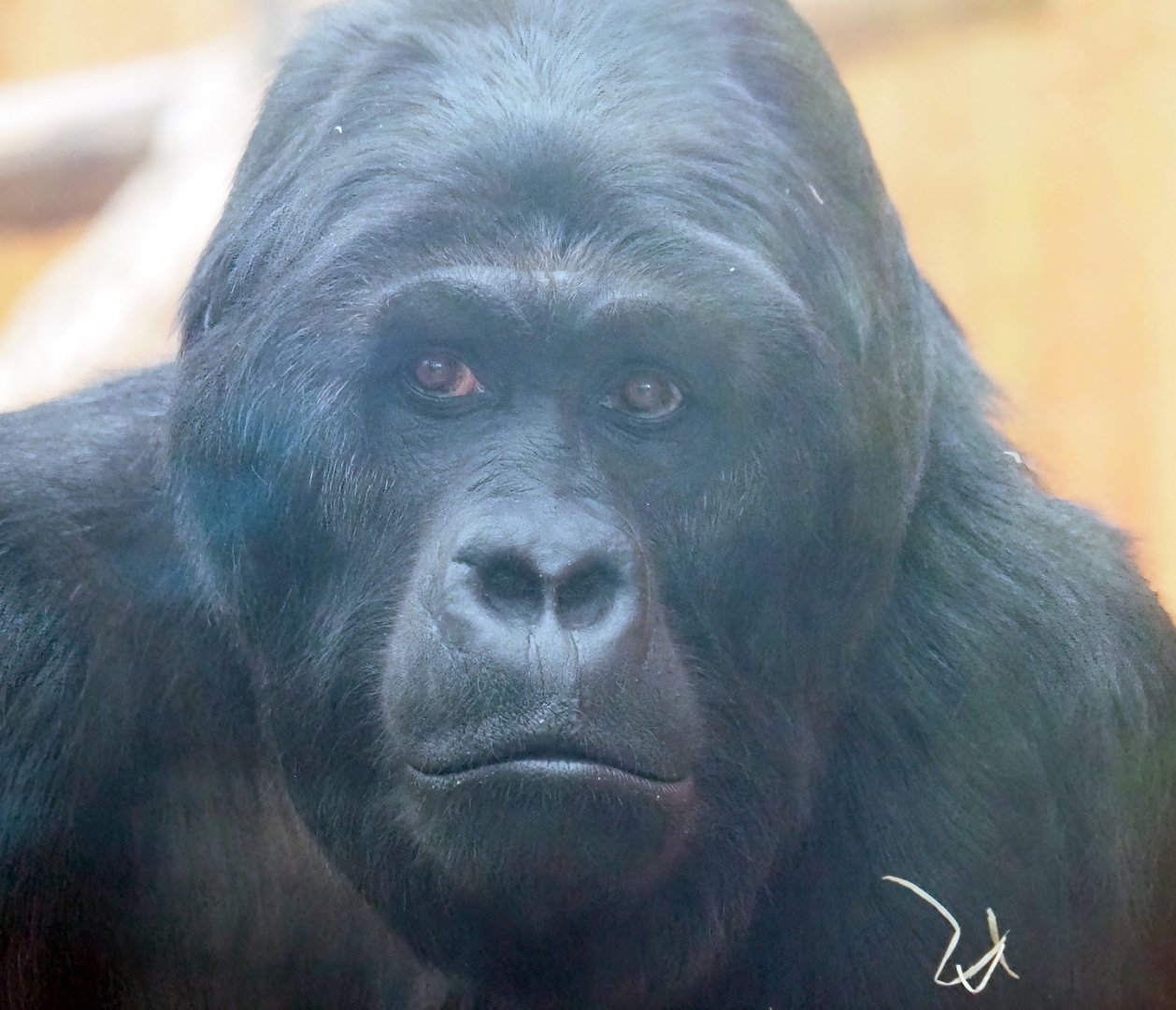 Eastern lowland gorilla (Gorilla beringei graueri) Amahoro, 2023-04-08
