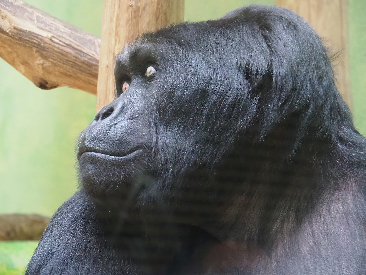 Eastern lowland gorilla (Gorilla beringei graueri) Amahoro, 2023-07-02
