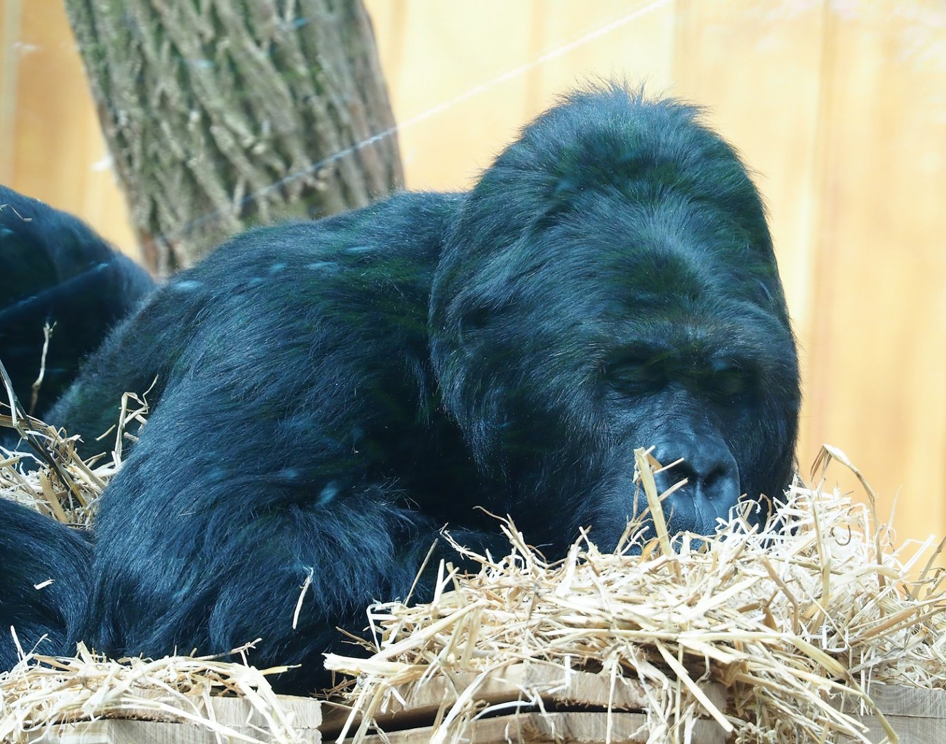 Eastern lowland gorilla (Gorilla beringei graueri) Amahoro, 2023-07-22