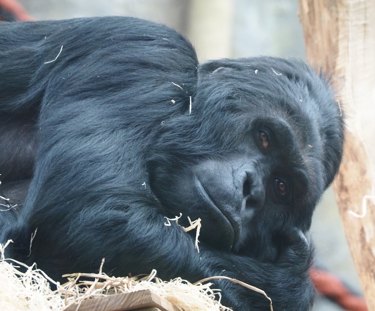 Eastern lowland gorilla (Gorilla beringei graueri) Amahoro, 2024-03-09