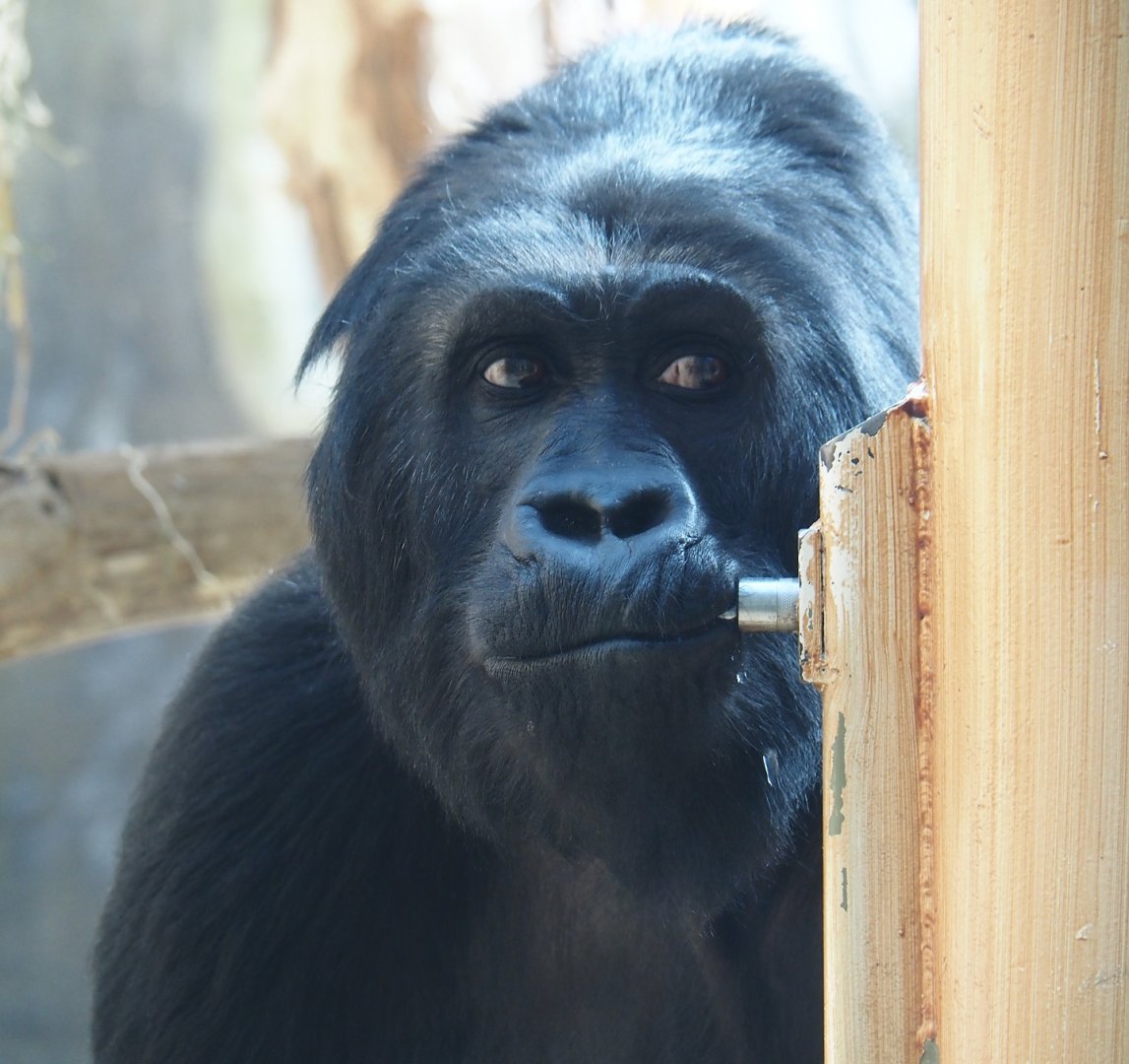 Eastern lowland gorilla (Gorilla beringei graueri) Amahoro drinking, 2024-08-28