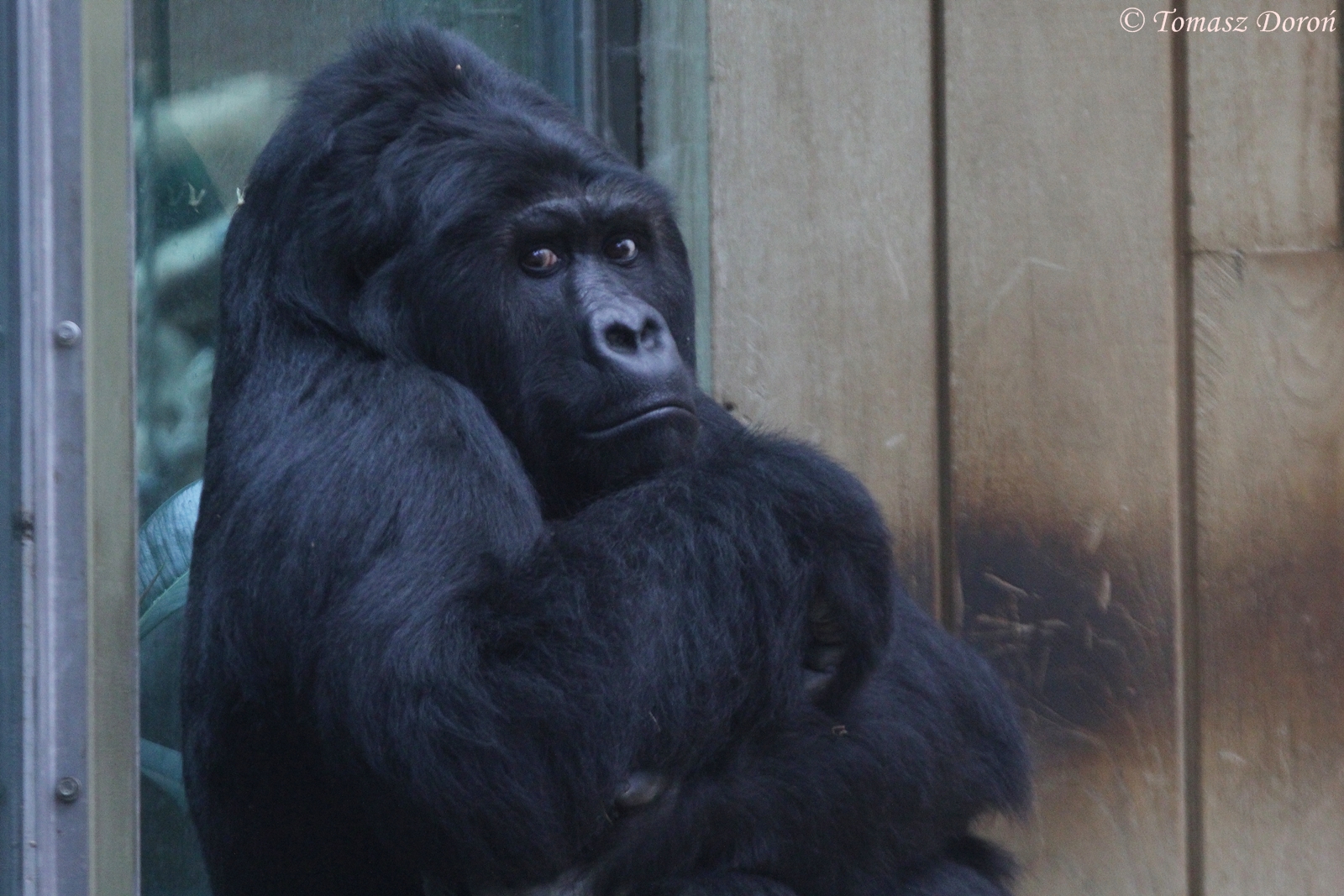 Eastern Lowland Gorilla (Gorilla beringei graueri), female "Amahoro&qu