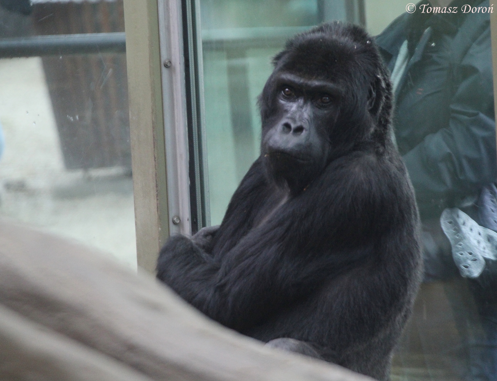 Eastern Lowland Gorilla (Gorilla beringei graueri), female 'Victoria'; July