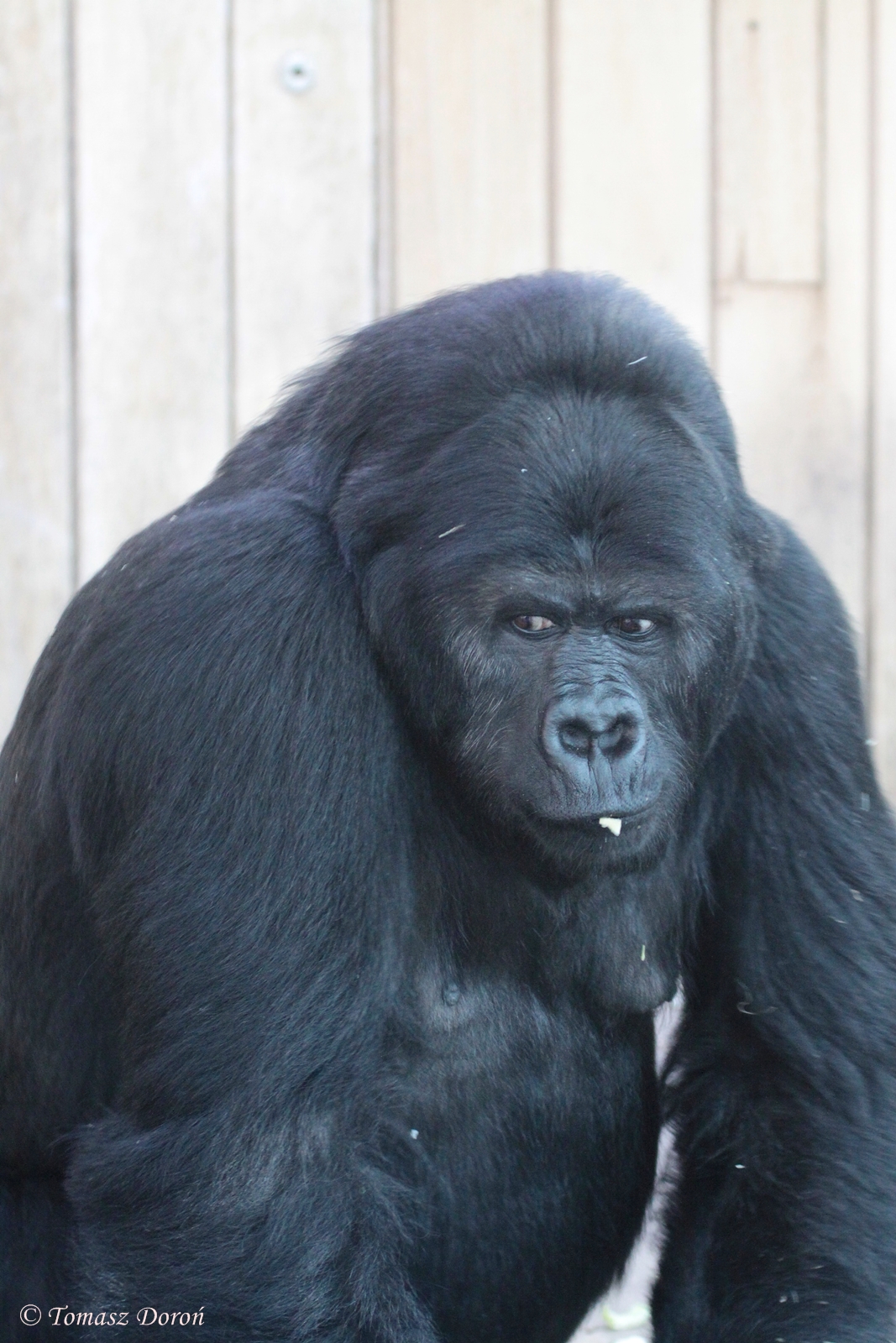 Eastern Lowland Gorilla (Gorilla beringei graueri) June 2009