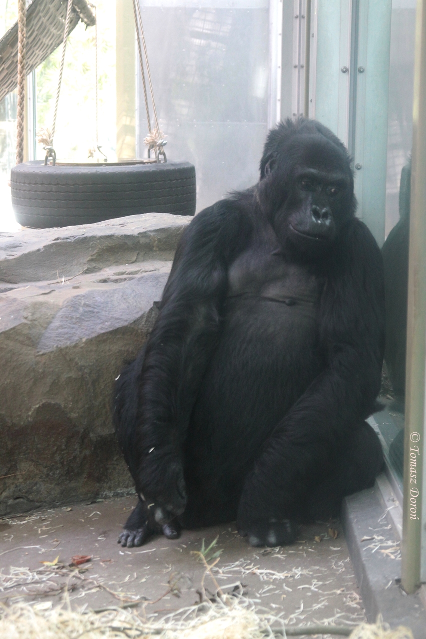 Eastern Lowland Gorilla (Gorilla beringei graueri) June 2009