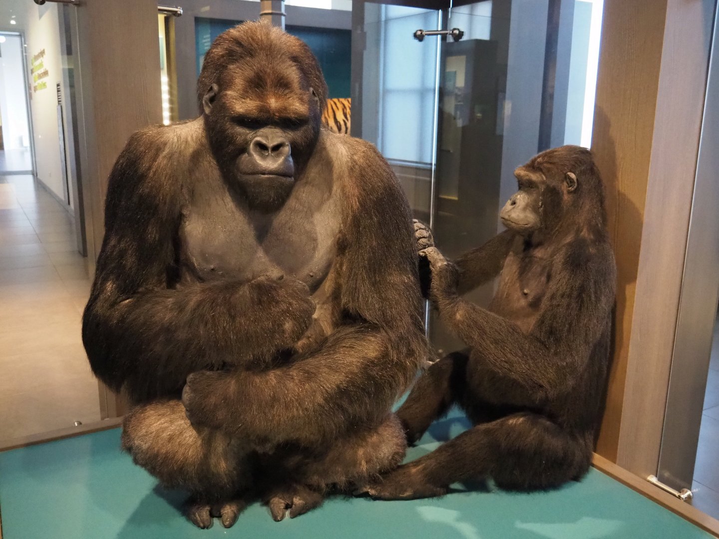 Eastern lowland gorilla (Gorilla beringei graueri) specimens Igor and Isabella from Antwerp Zoo, 2019-12-03
