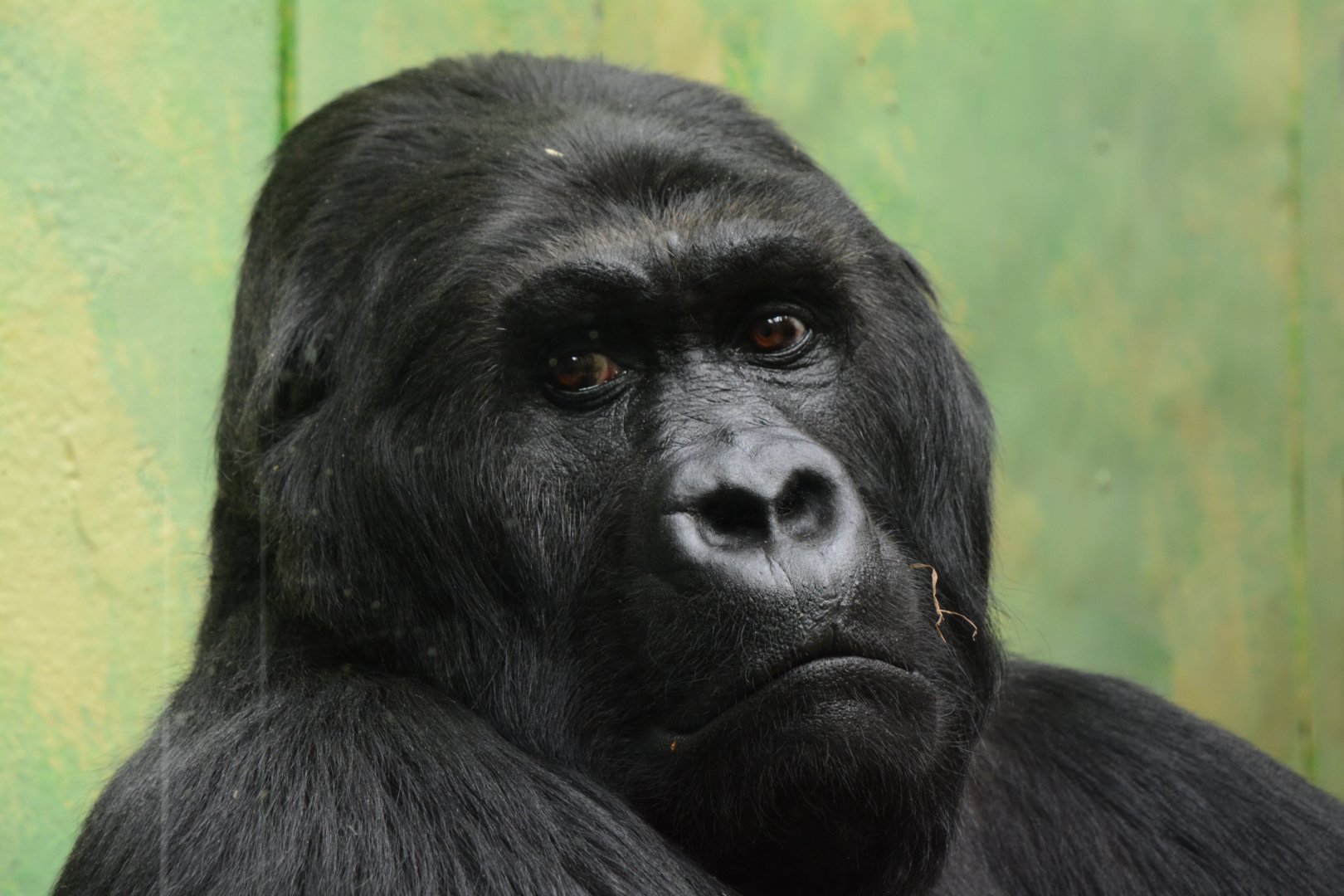 Eastern lowland gorilla (Gorilla beringei graueri)