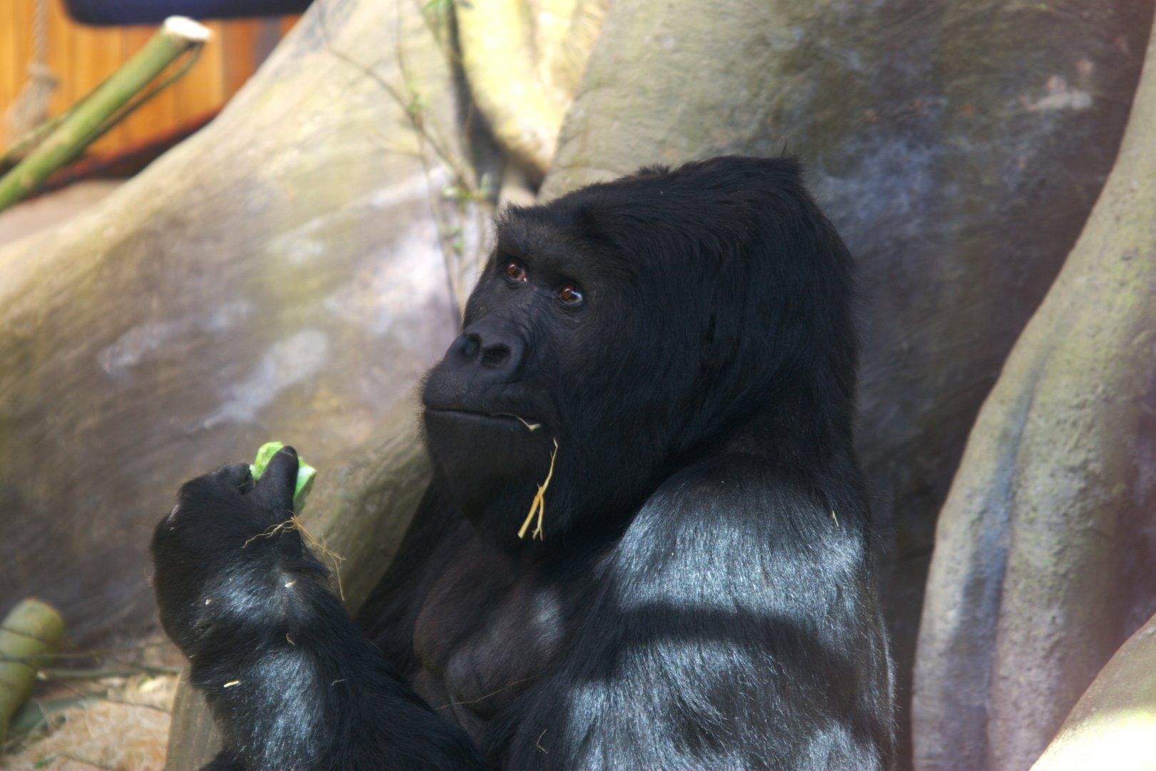 Eastern Lowland Gorilla (Gorilla beringei graueri)