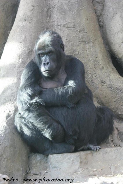Eastern lowland gorilla (Gorilla beringeri graueri)