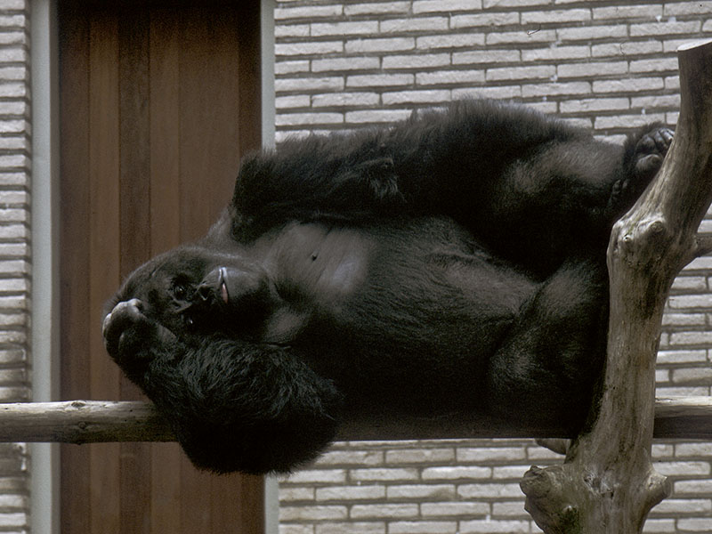 Eastern lowland gorilla Kaisi