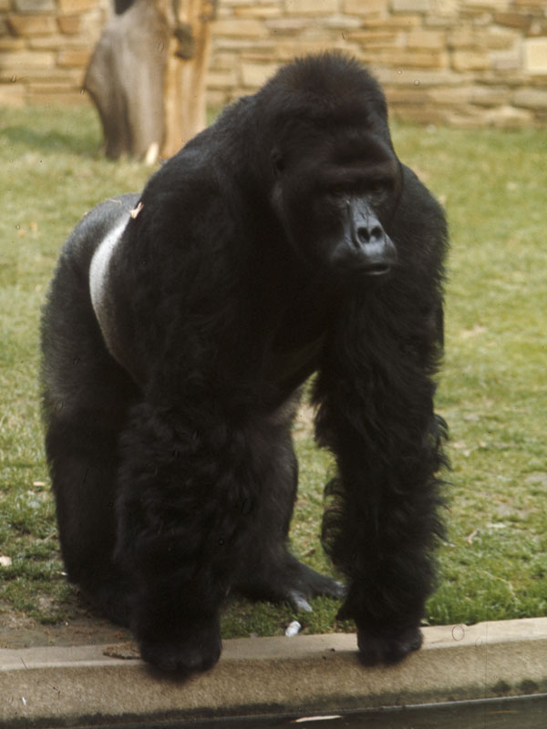 Eastern lowland gorilla Kisubi