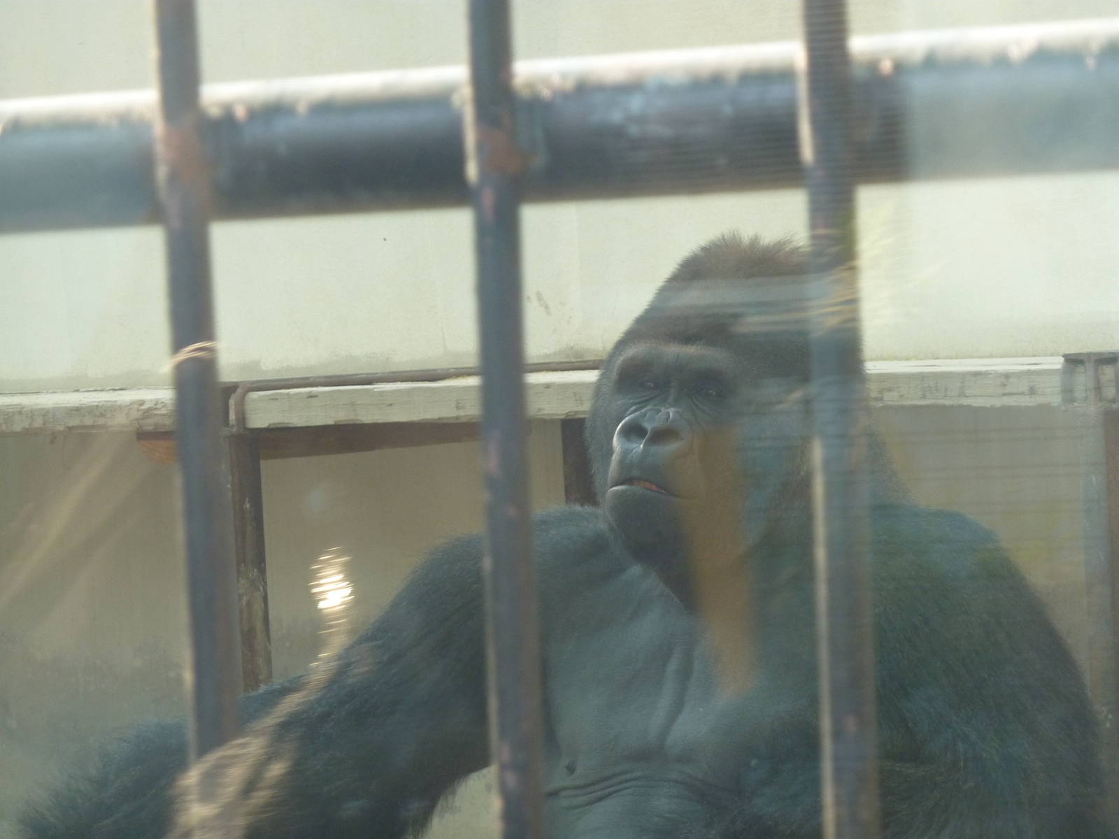 'Eastern lowland' gorilla