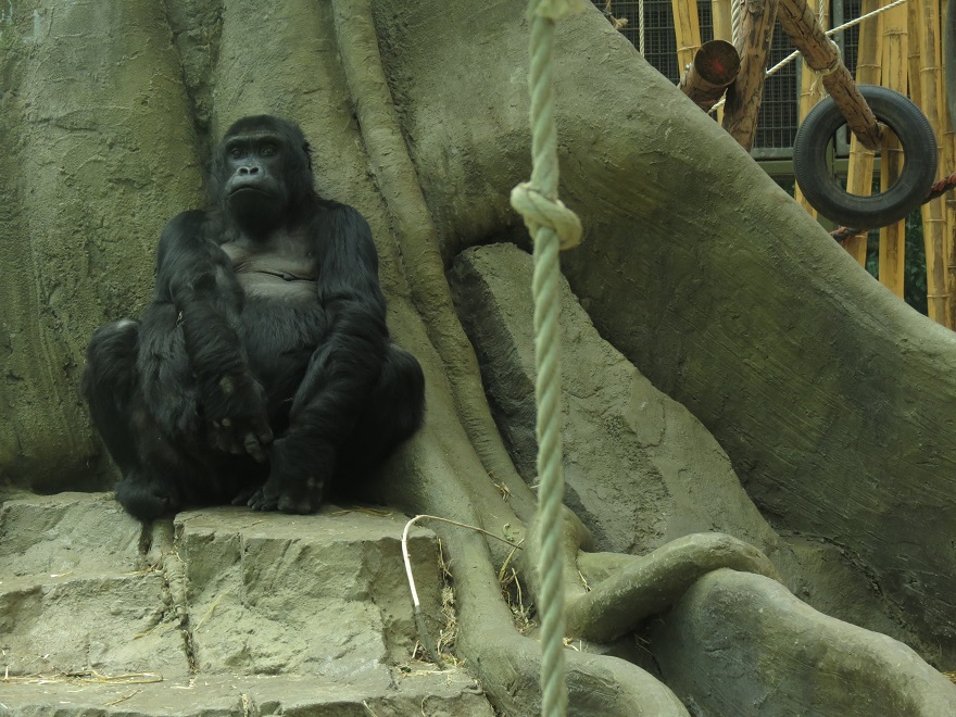 Eastern lowland gorilla