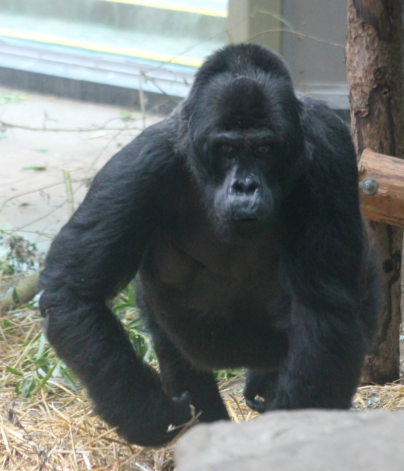 Eastern lowland gorilla