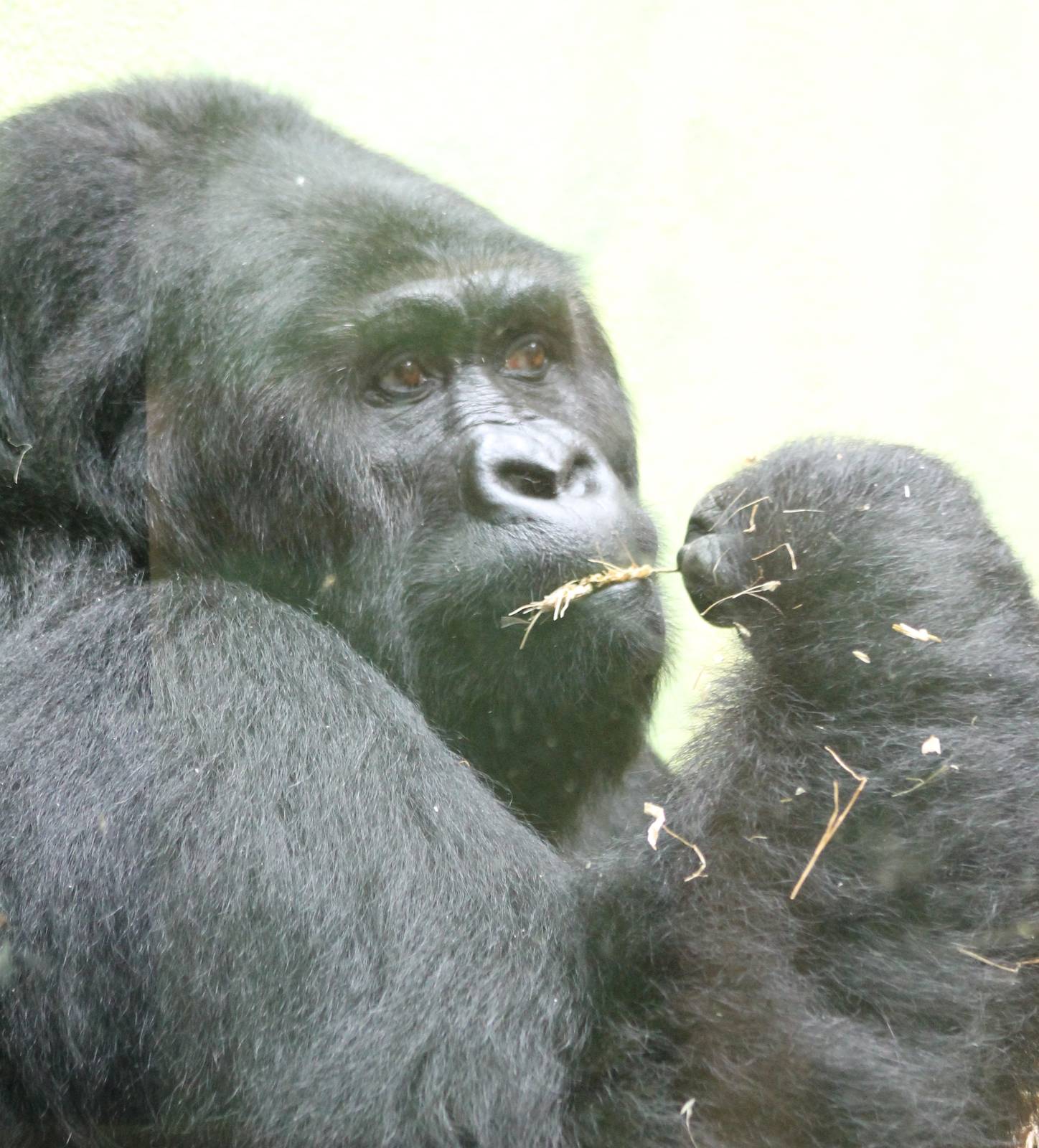 Eastern lowland gorilla