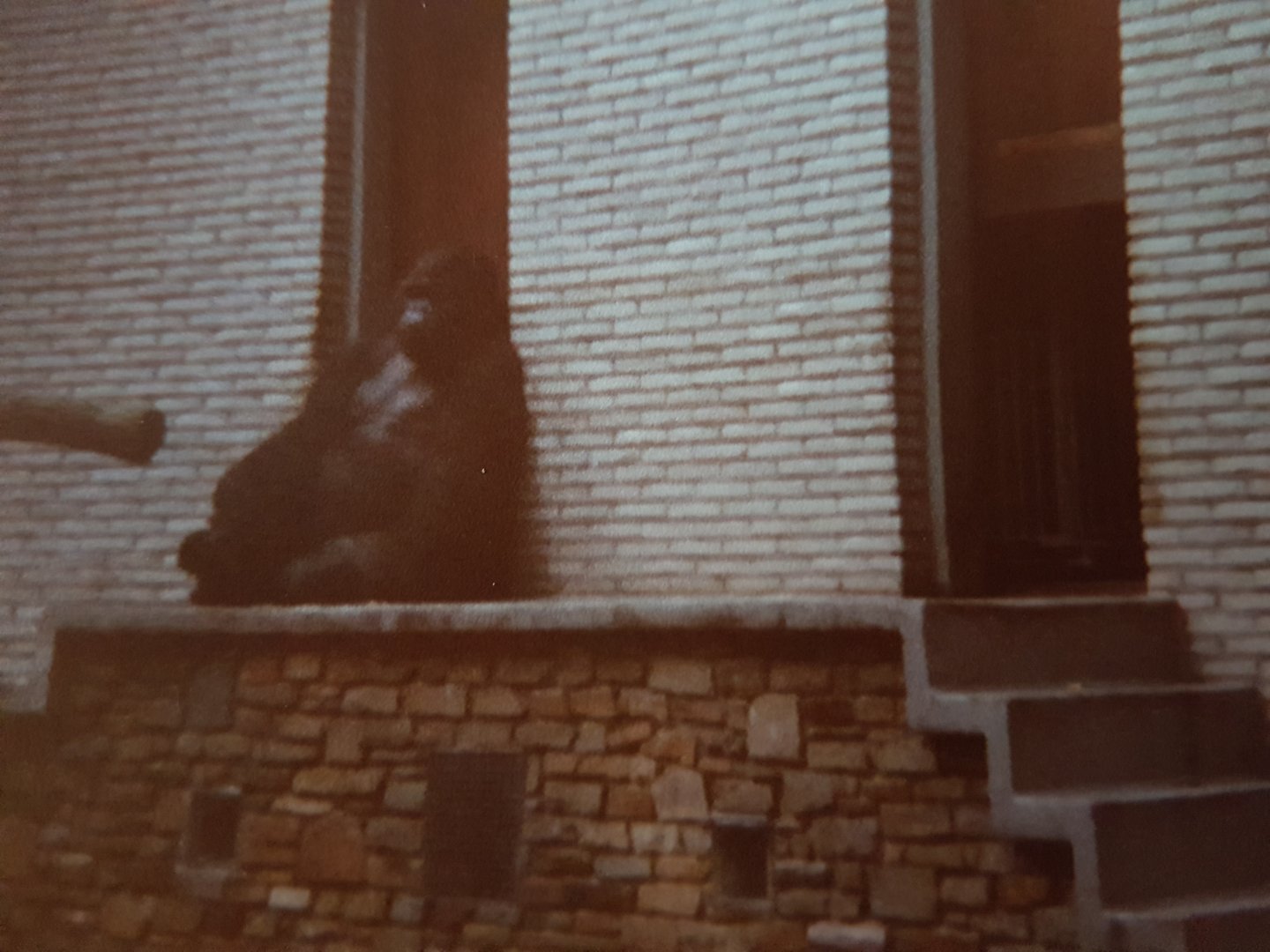 Eastern lowland gorilla