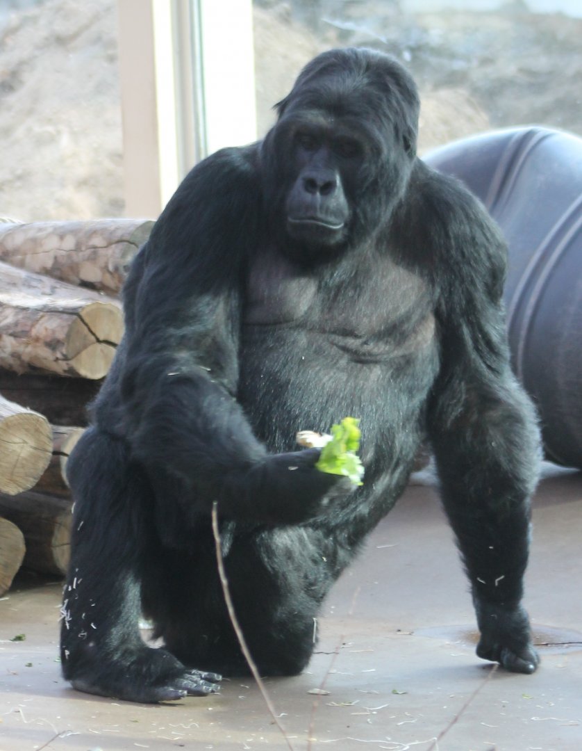 Eastern lowland gorilla