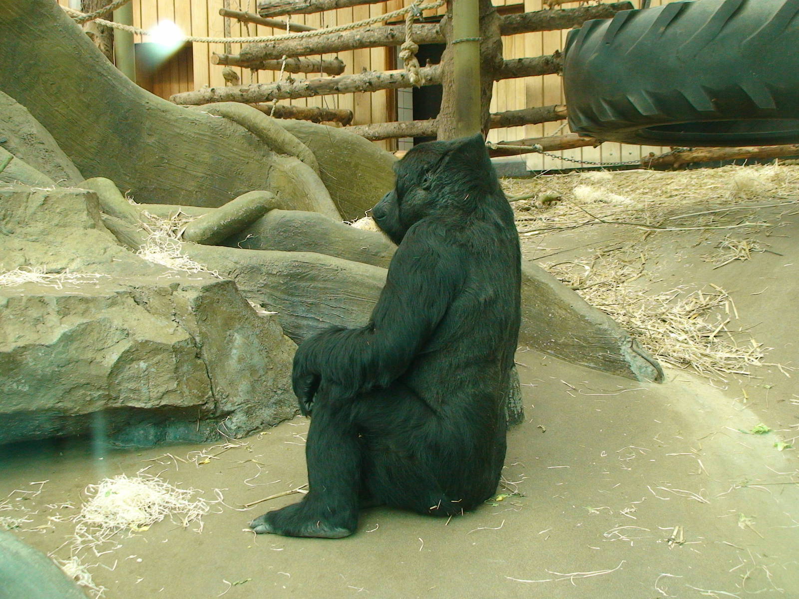 Eastern Lowland gorilla