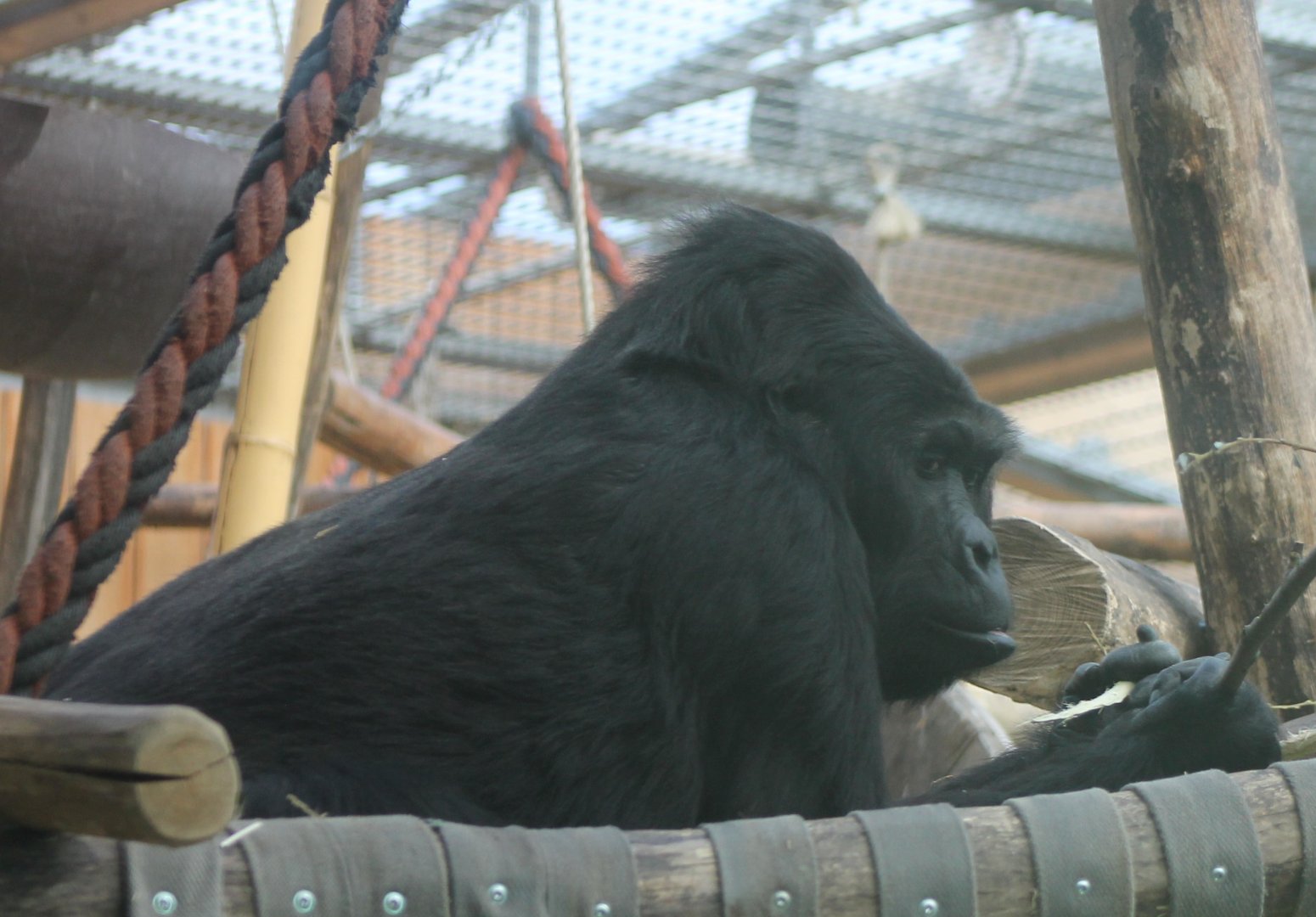 Eastern lowland gorilla