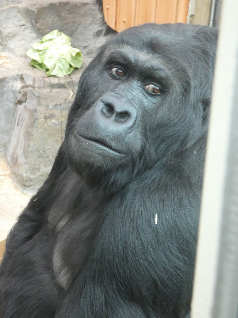 Eastern Lowland Gorilla