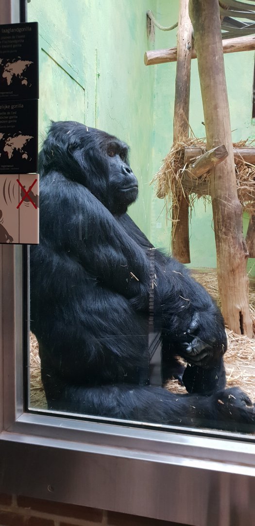 Eastern lowland gorilla