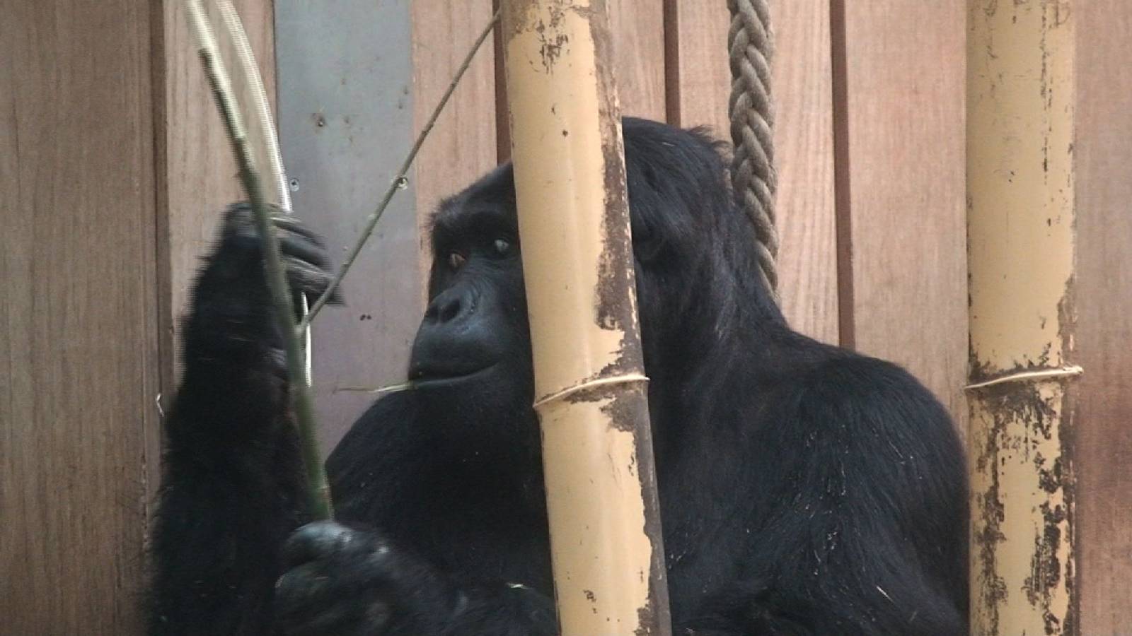 Eastern Lowland gorilla