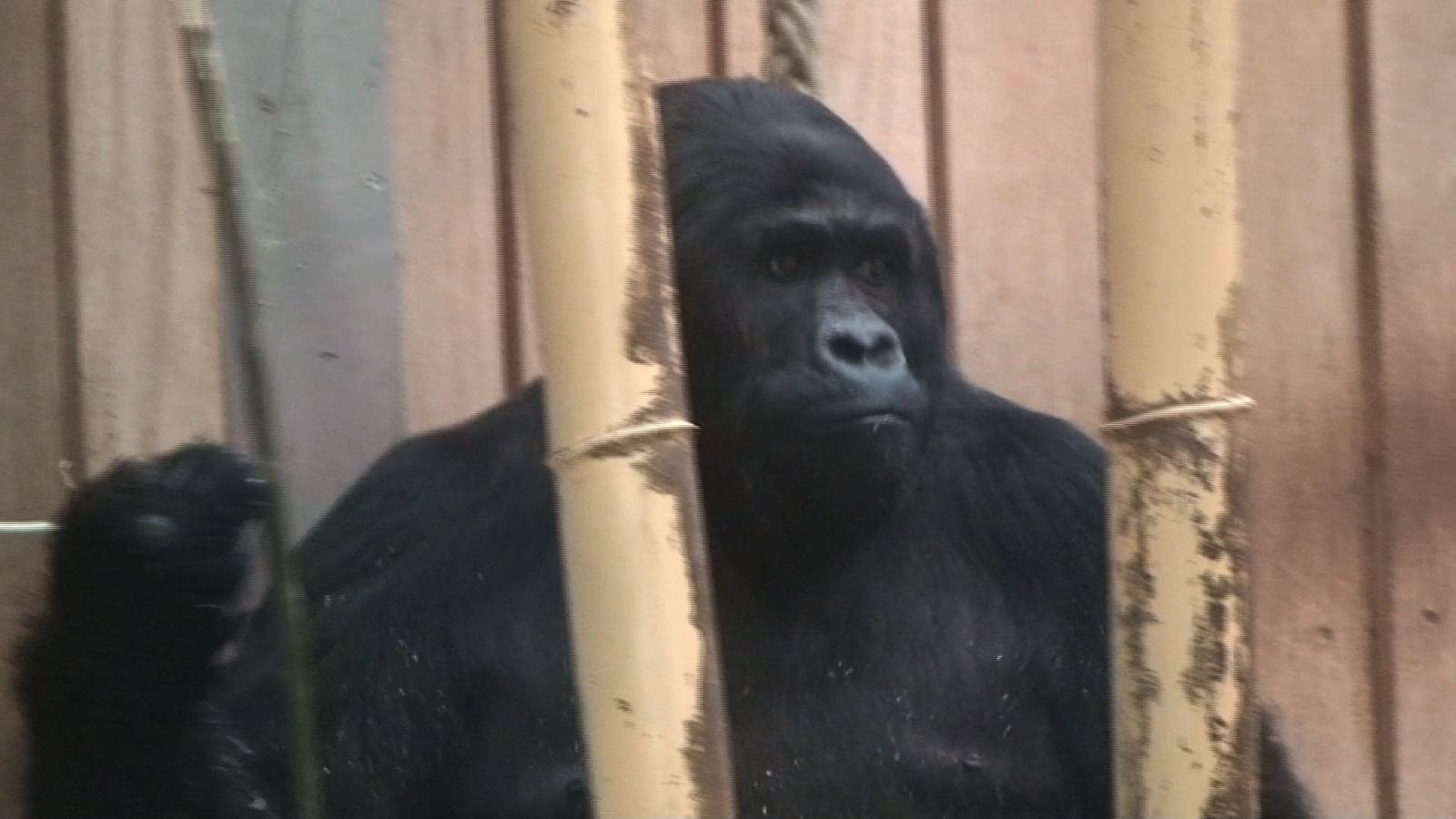 Eastern Lowland gorilla