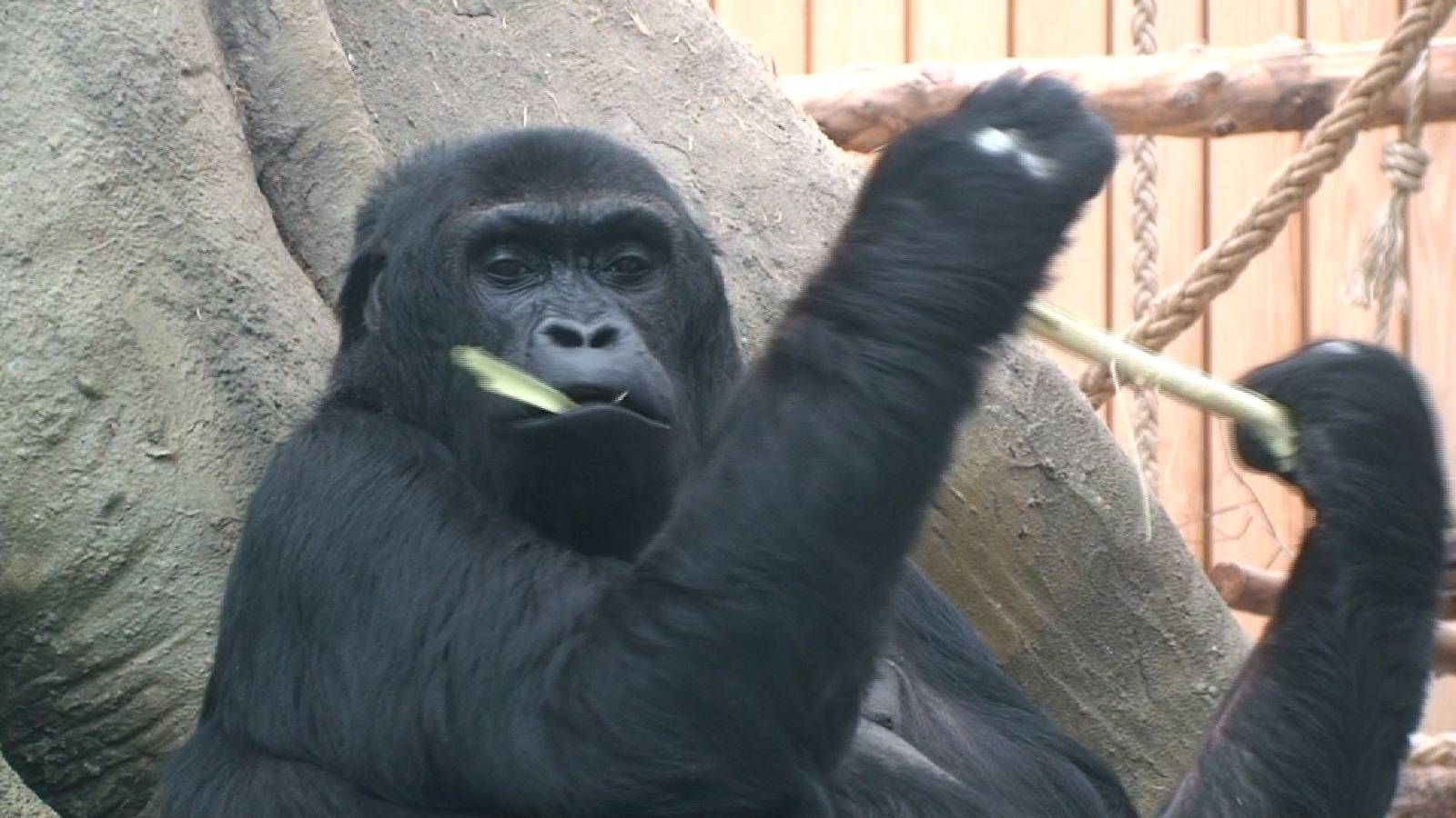 Eastern Lowland gorilla