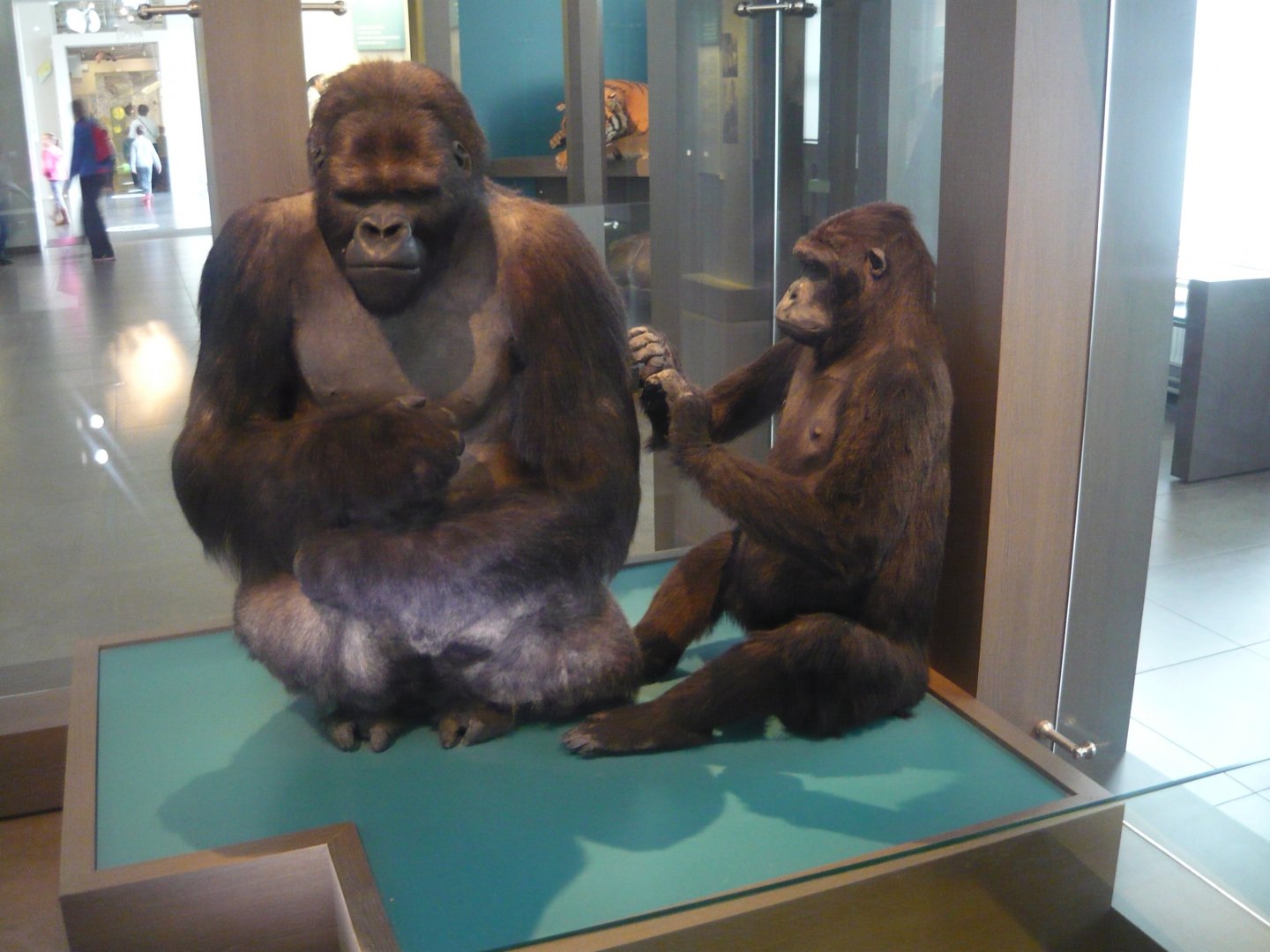 Eastern lowland gorillas