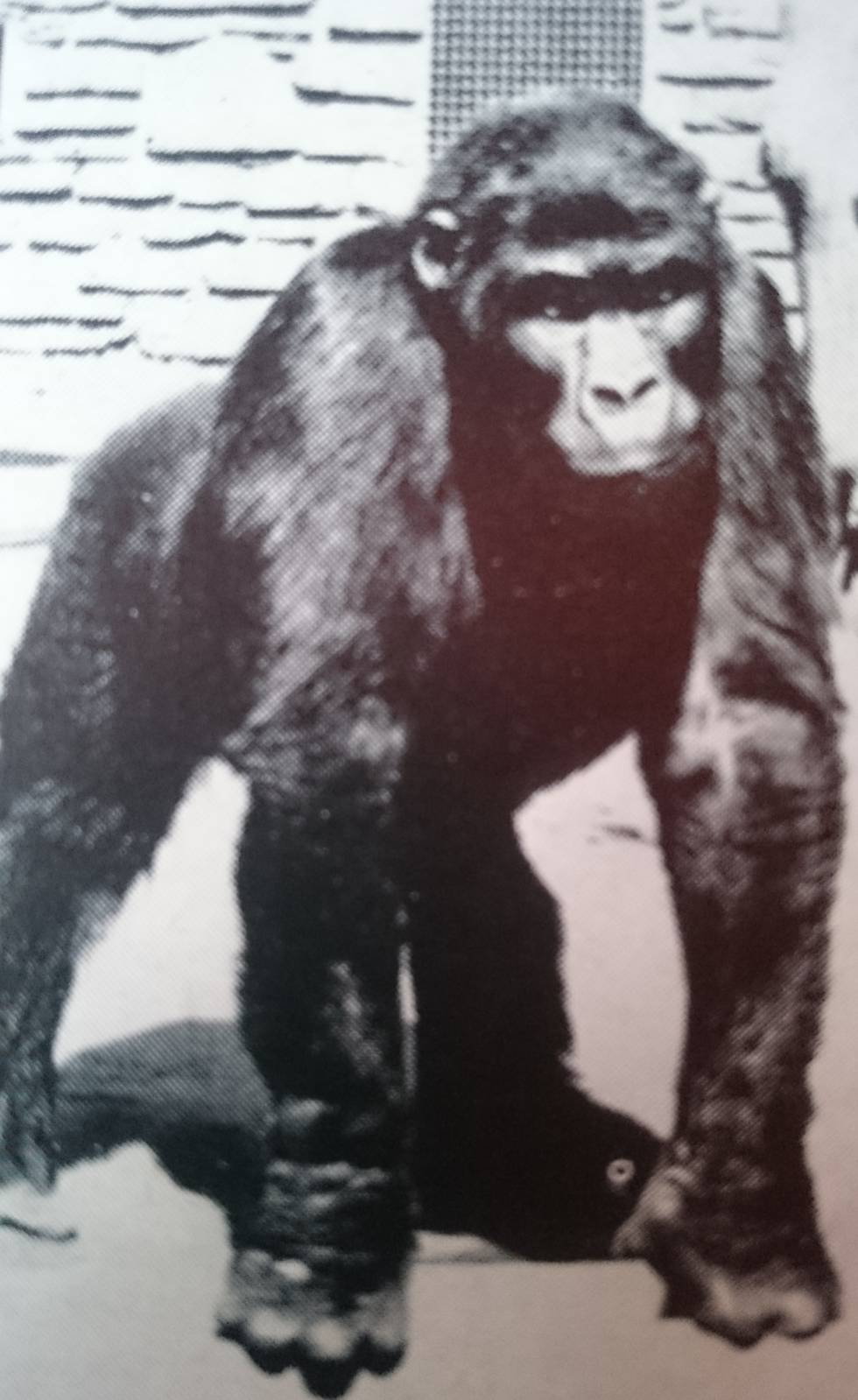 Eastern lowland - Mountain gorilla ?