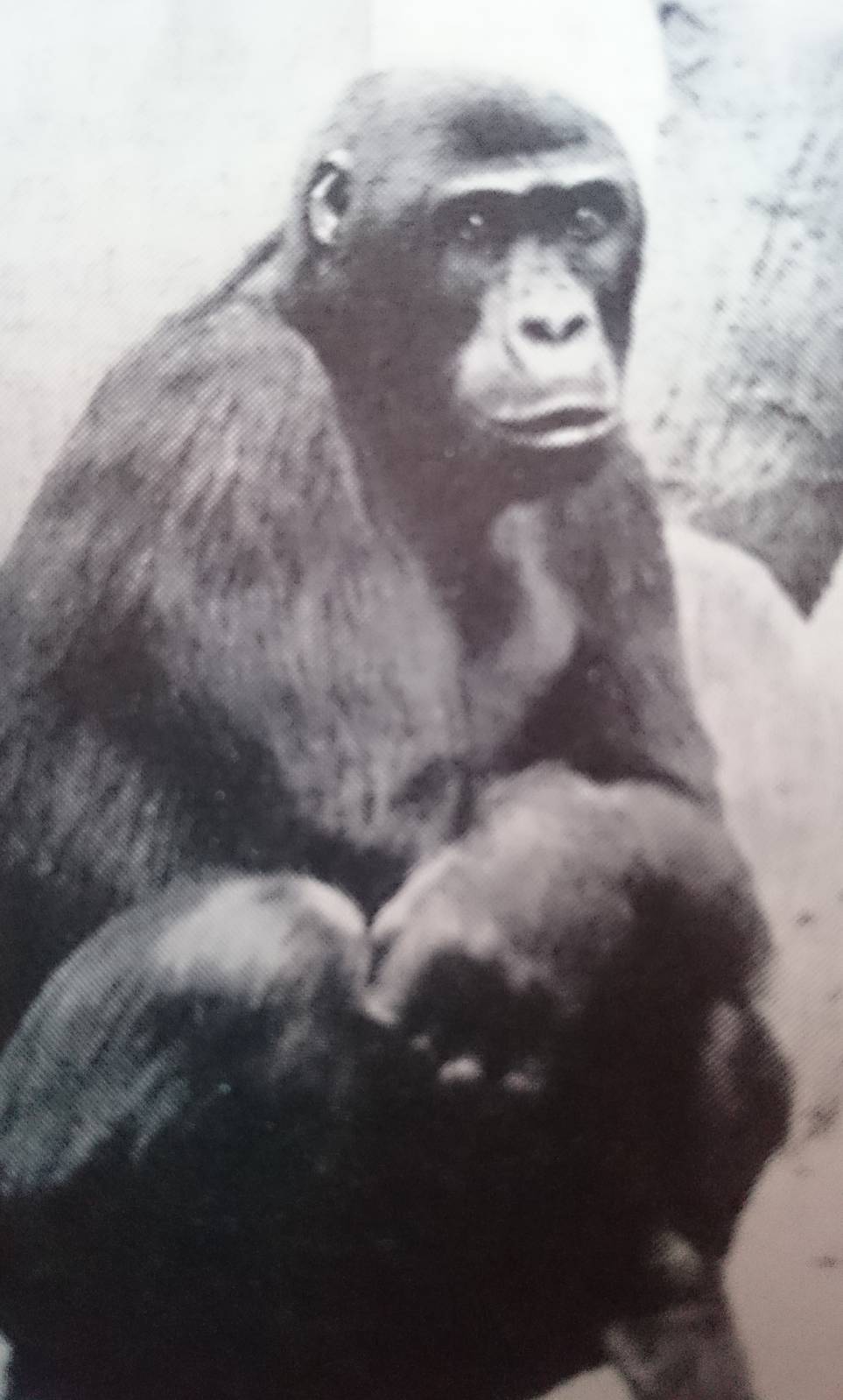 Eastern lowland - Mountain gorilla ?