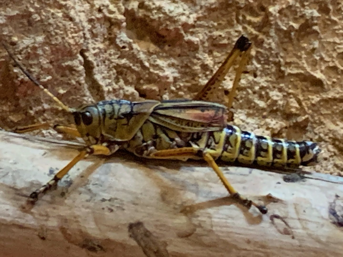 Eastern Lubber Grasshopper (Romalea microptera)