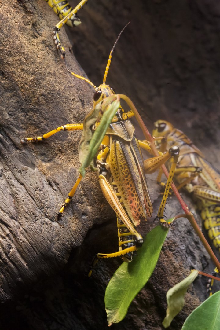 Eastern lubber grasshopper/ Romalea microptera