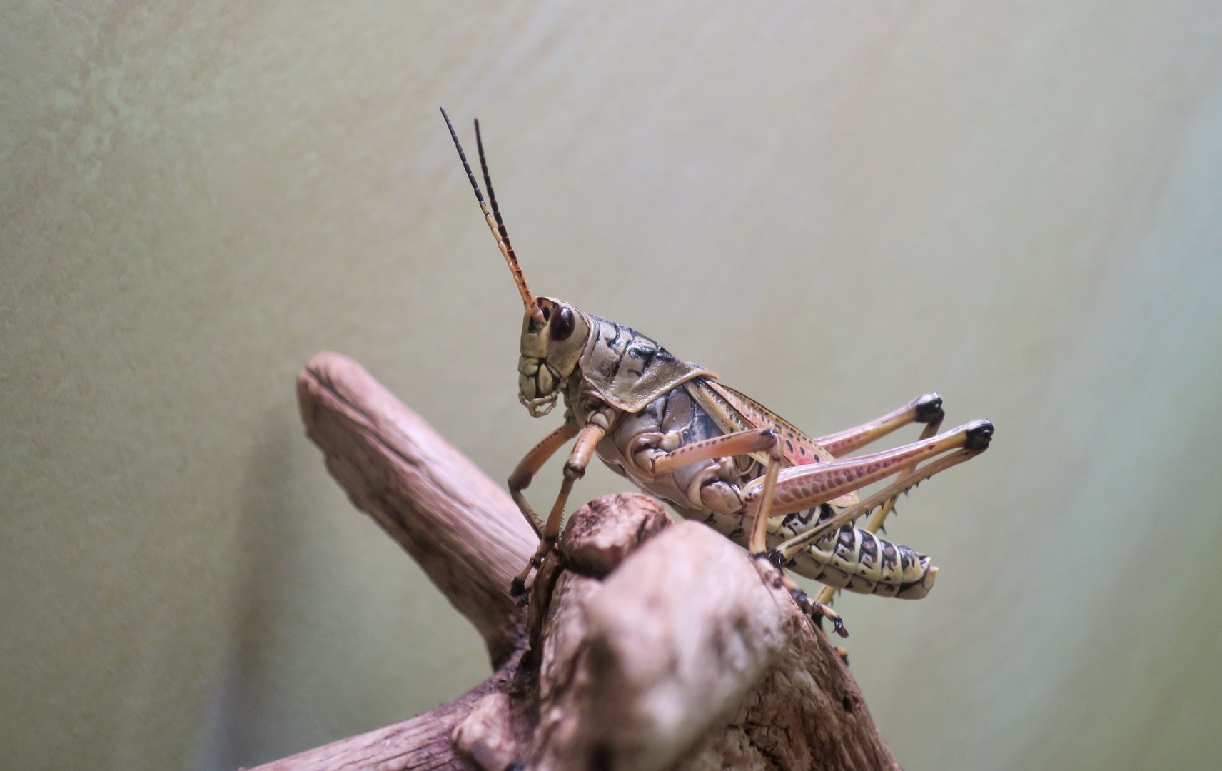 Eastern Lubber Grasshopper (Romalea microptera)
