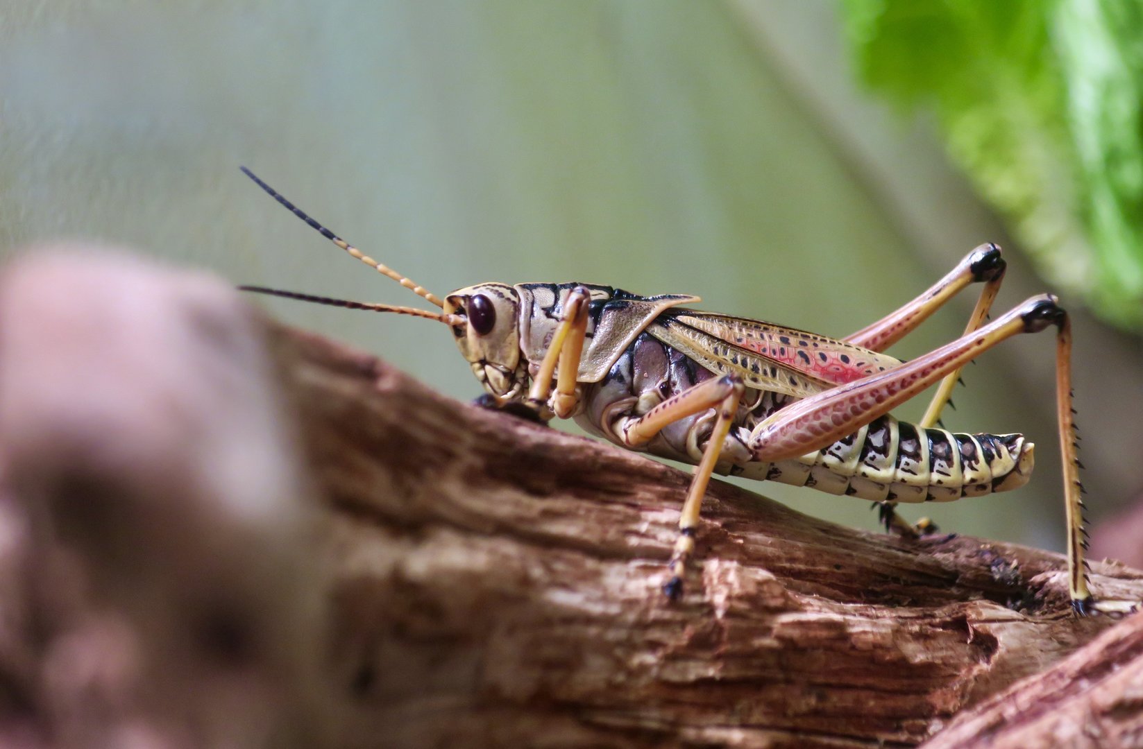 Eastern Lubber Grasshopper (Romalea microptera)