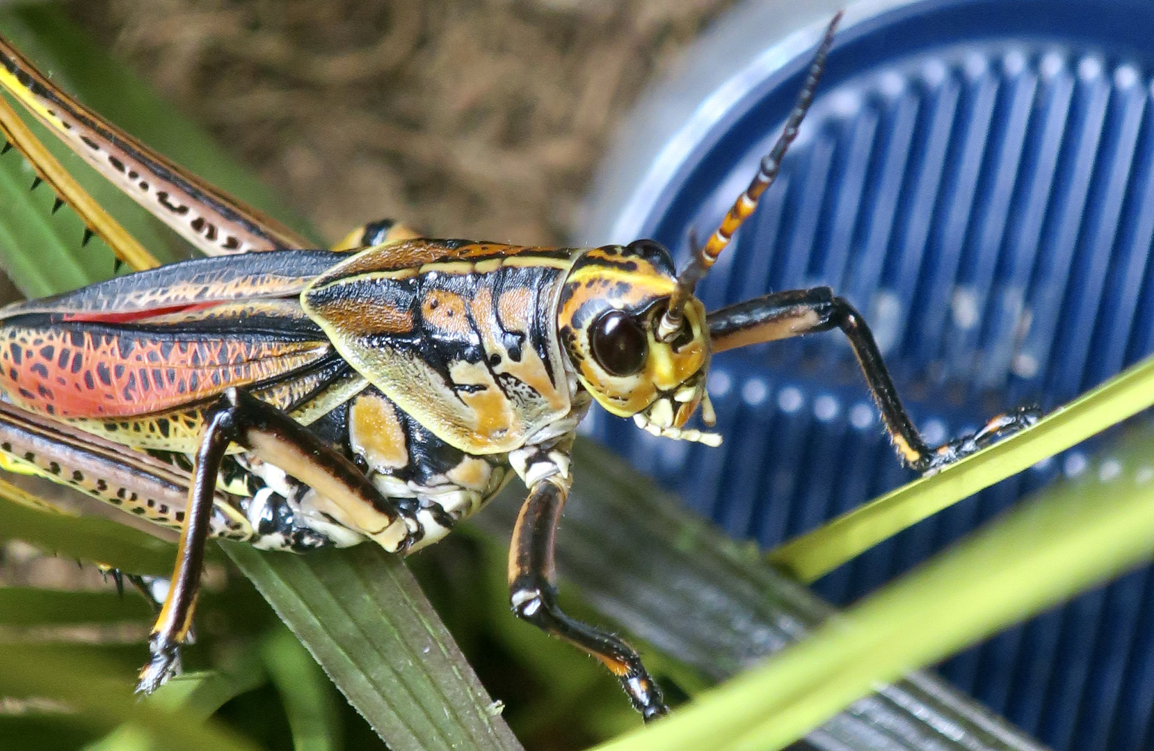 Eastern Lubber Grasshopper (Romalea microptera)