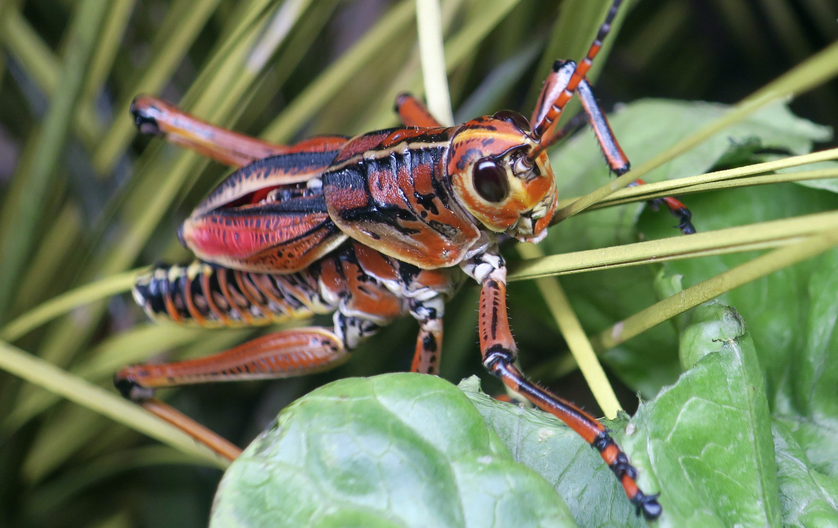 Eastern Lubber Grasshopper (Romalea microptera)