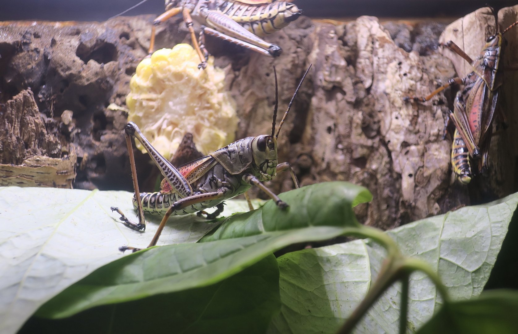 Eastern Lubber Grasshopper (Romalea microptera)