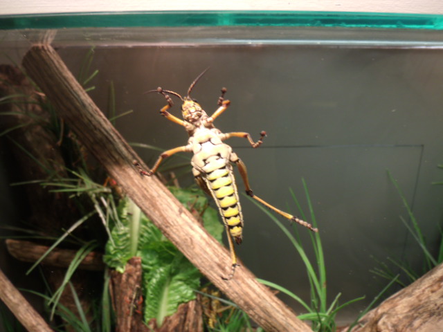 Eastern Lubber Grasshopper