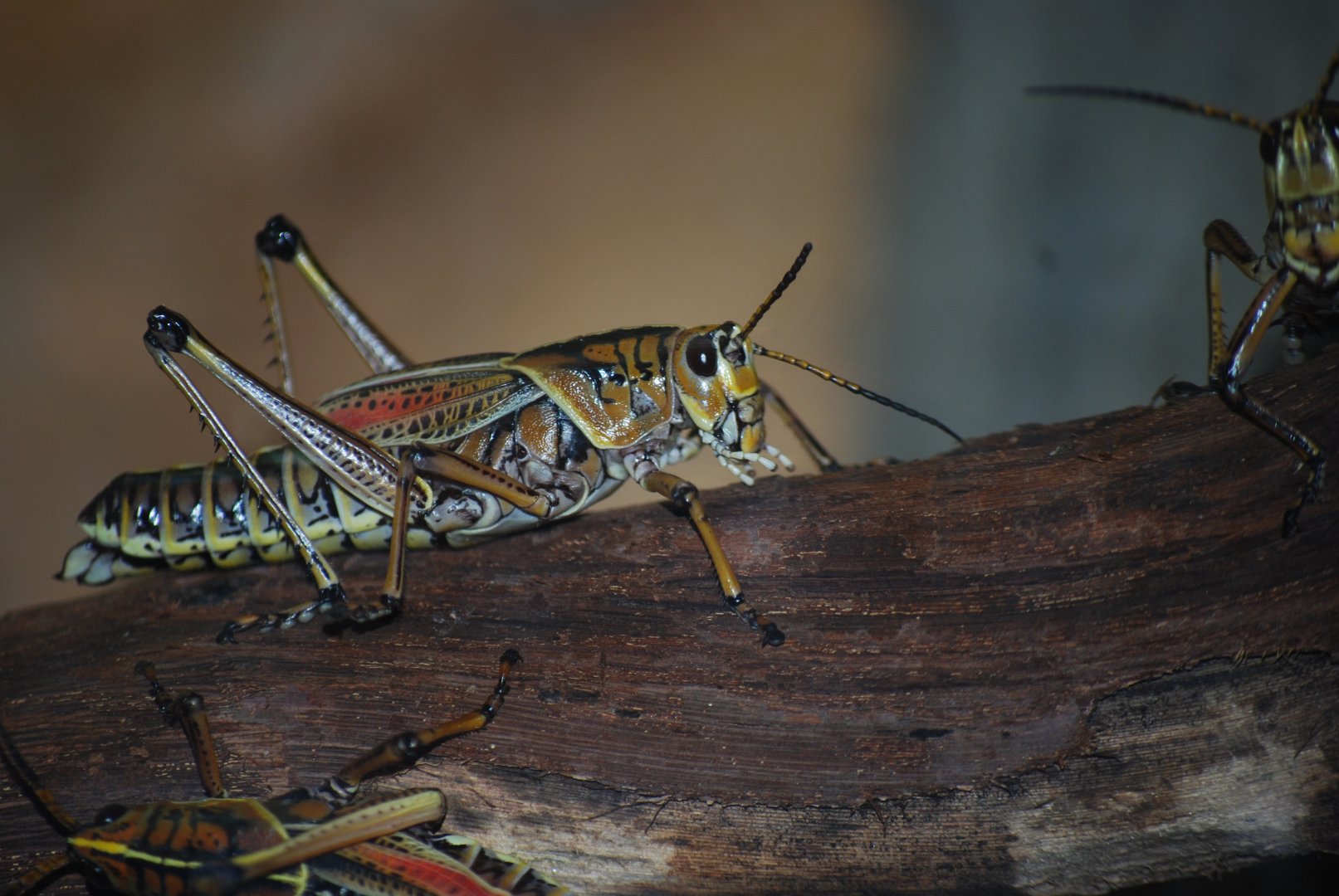 Eastern Lubber Grasshopper