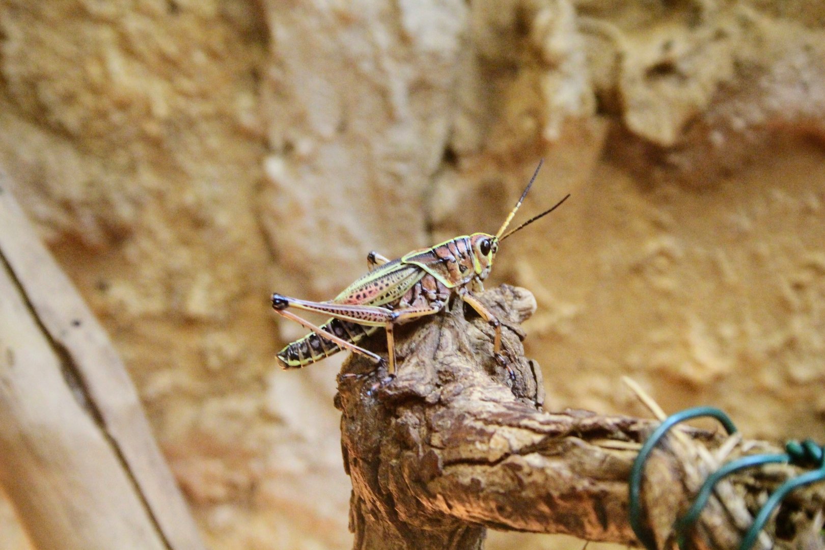 Eastern Lubber Grasshopper