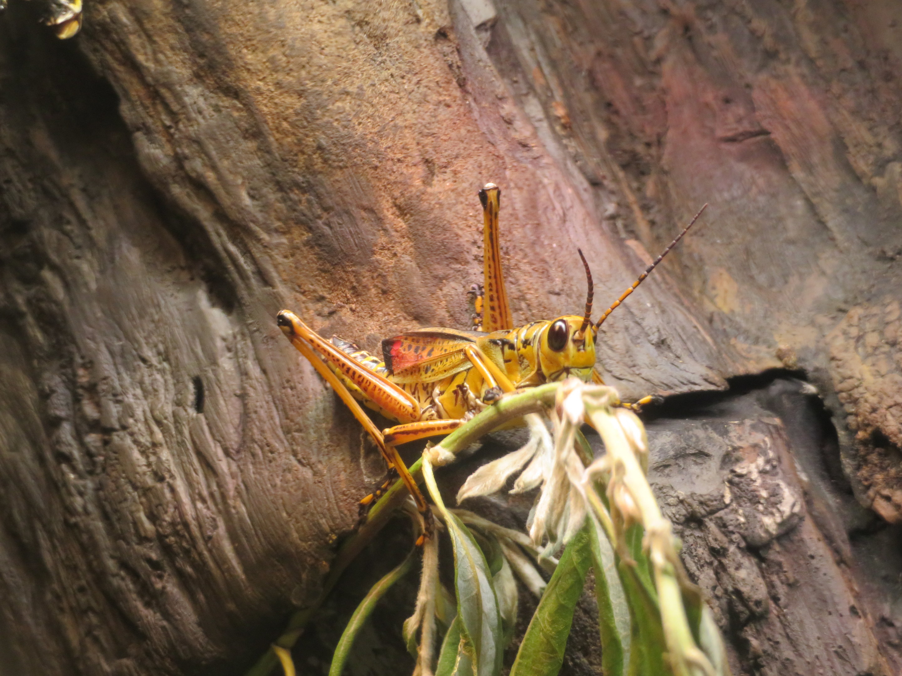 Eastern Lubber Grasshopper