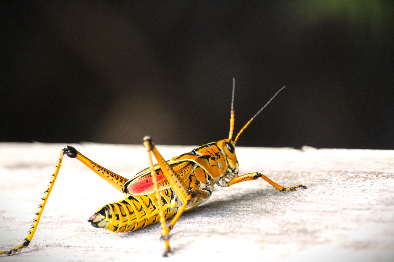 Eastern Lubber Grasshopper