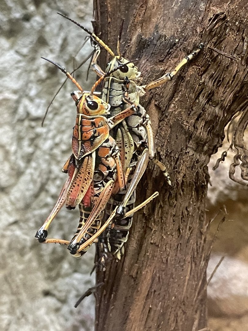 Eastern Lubber Grasshopper