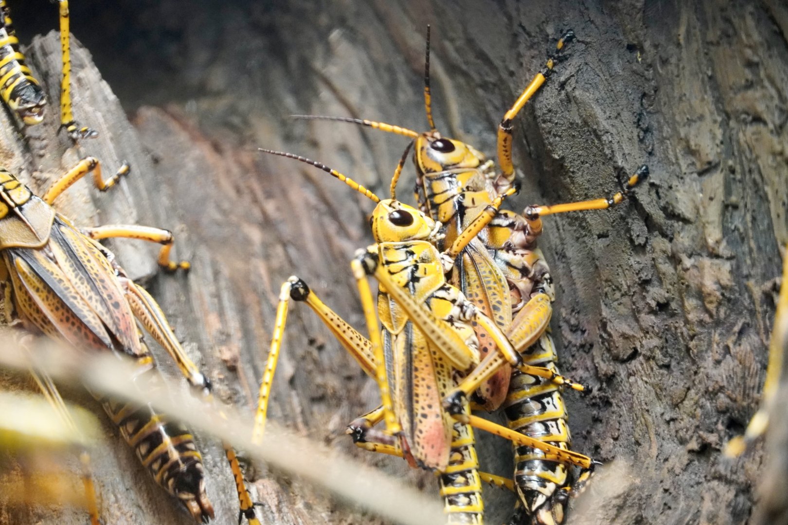 Eastern Lubber Grasshopper