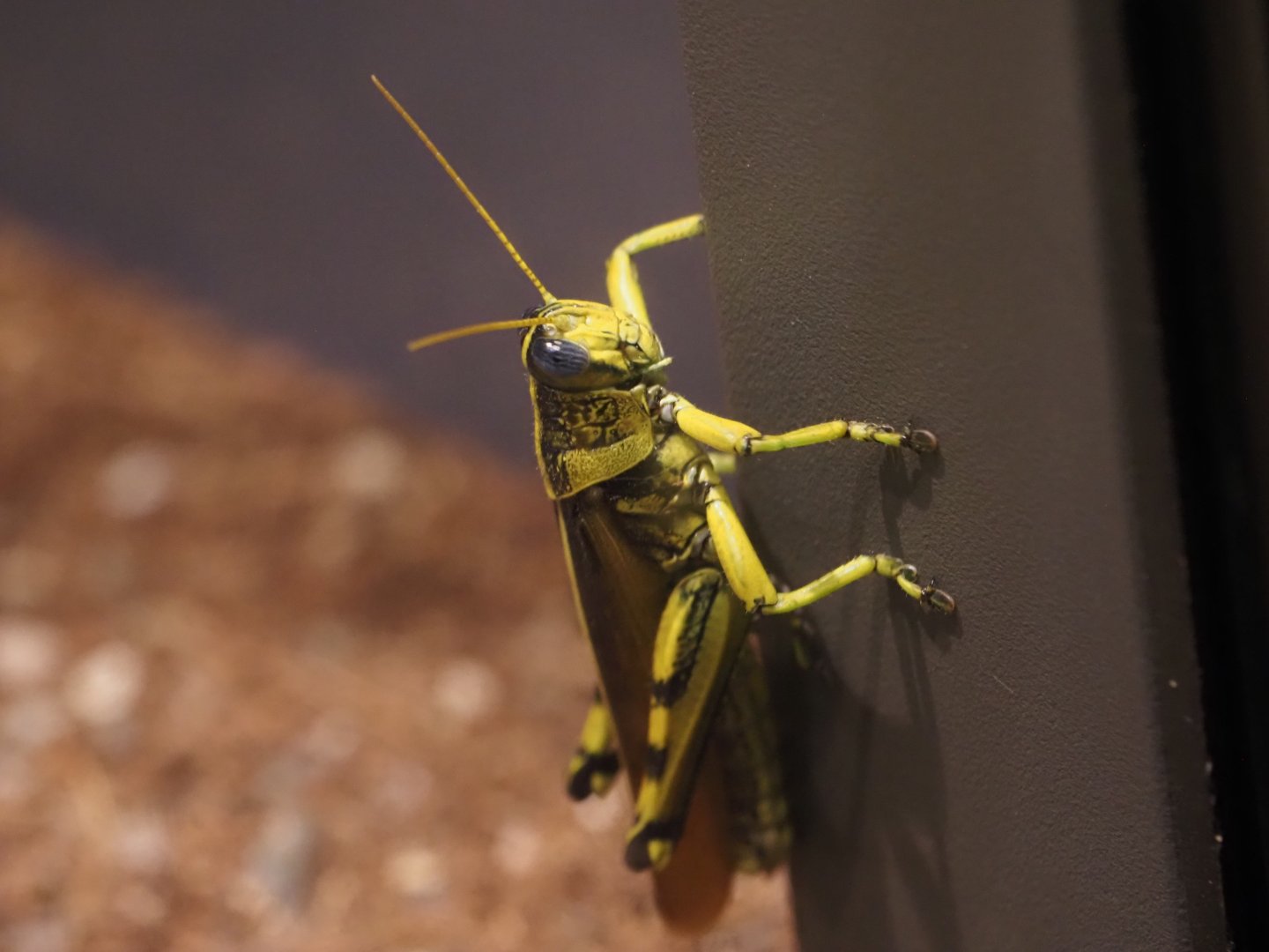Eastern Lubber Grasshopper