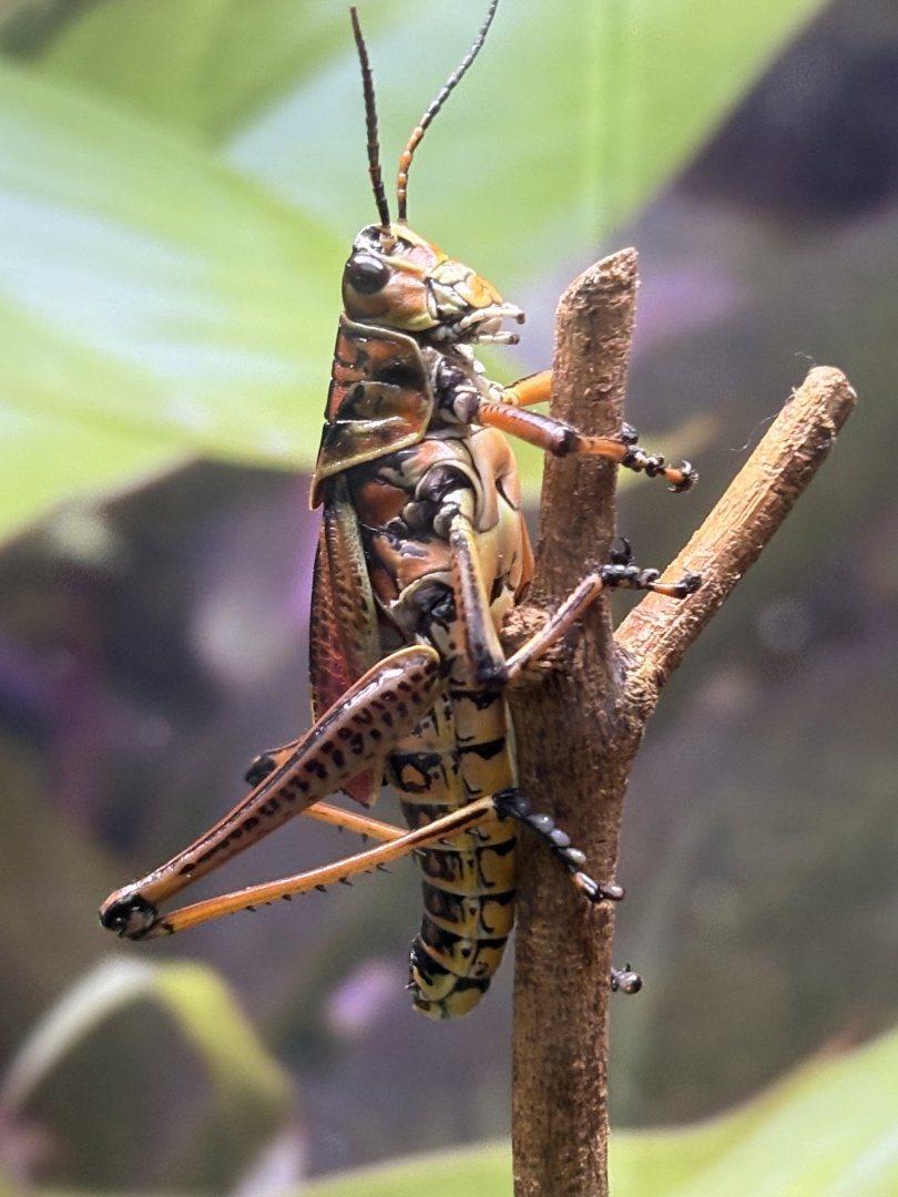 Eastern Lubber Grasshopper
