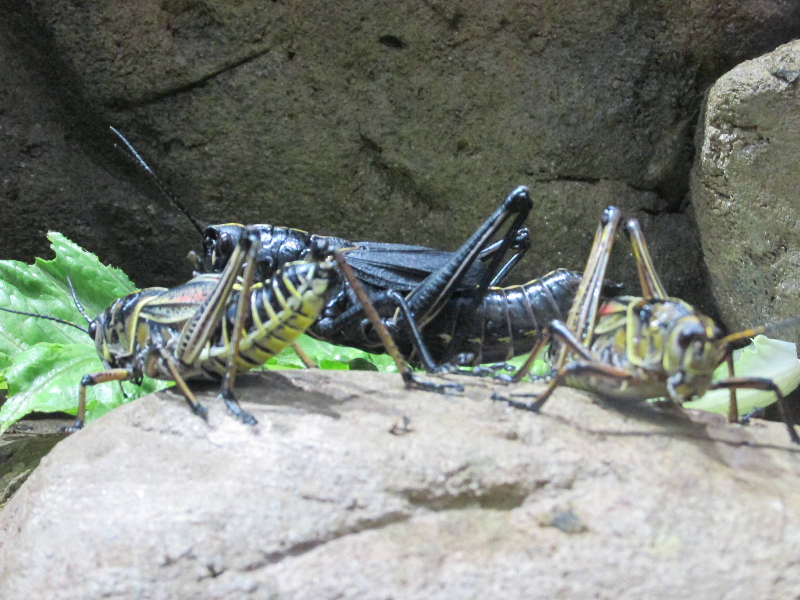 eastern lubber grasshoppers bughouse houston zoo