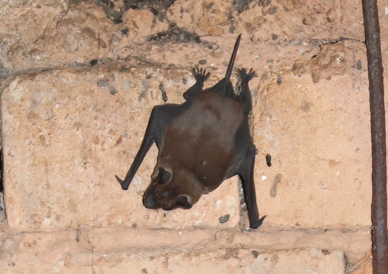 Eastern Madagascar Free-tailed Bat (Mops atsinanana)